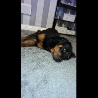 Rottweiler - Both