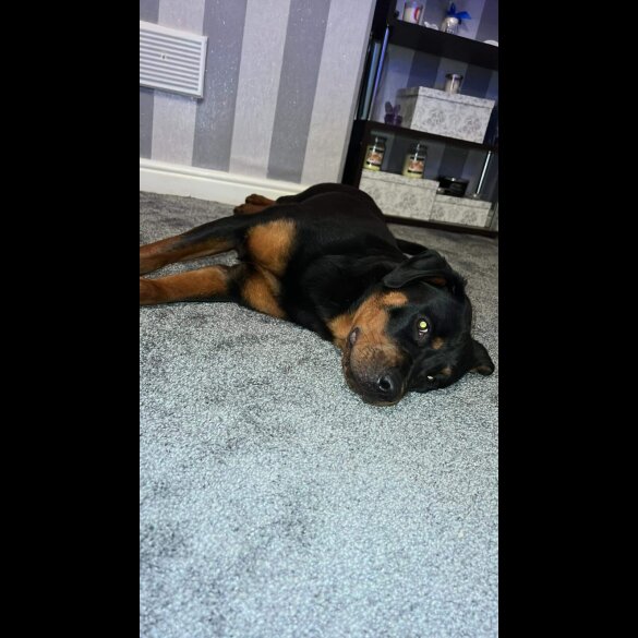 Rottweiler - Both