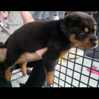 Rottweiler - Both