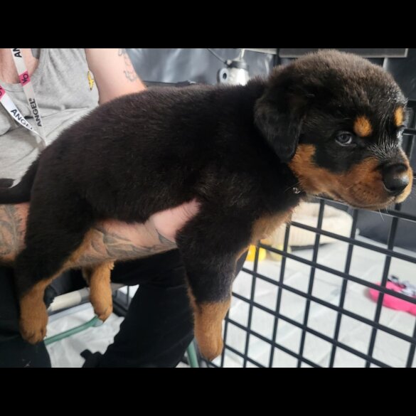 Rottweiler - Both