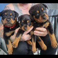 Rottweiler - Both