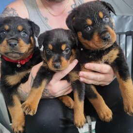 Rottweiler - Both