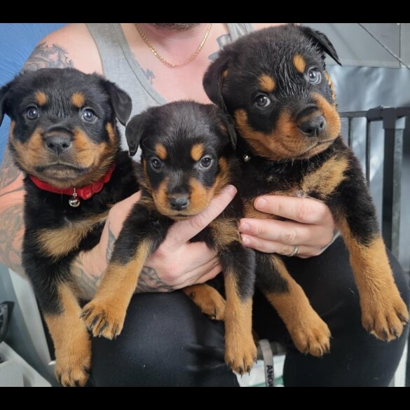 Rottweiler - Both