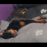 Rottweiler - Both