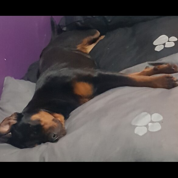 Rottweiler - Both