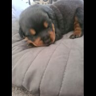Rottweiler - Both