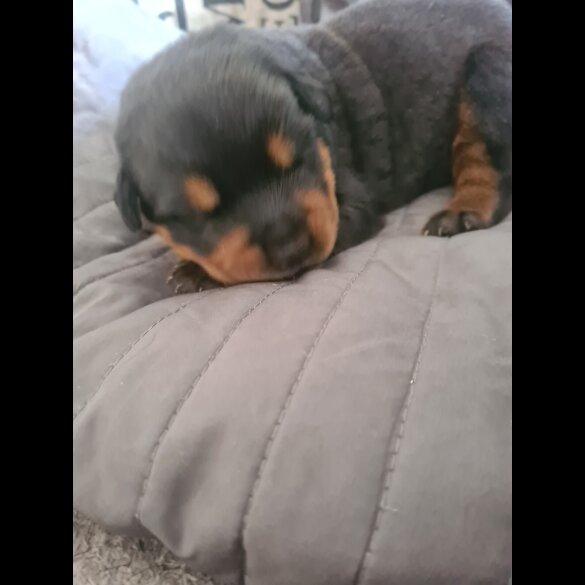 Rottweiler - Both