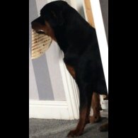 Rottweiler - Both