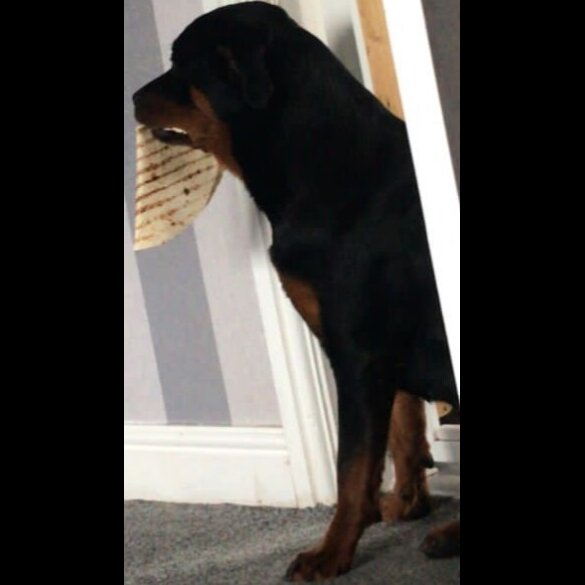 Rottweiler - Both