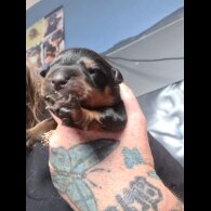 Rottweiler - Both