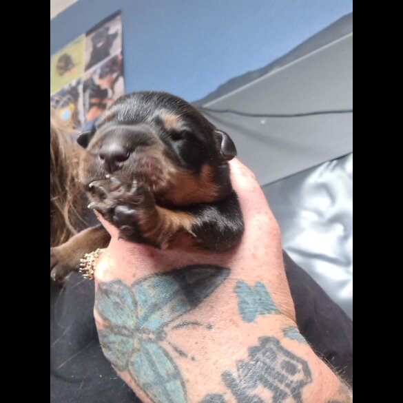 Rottweiler - Both
