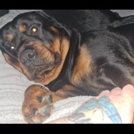 Rottweiler - Both