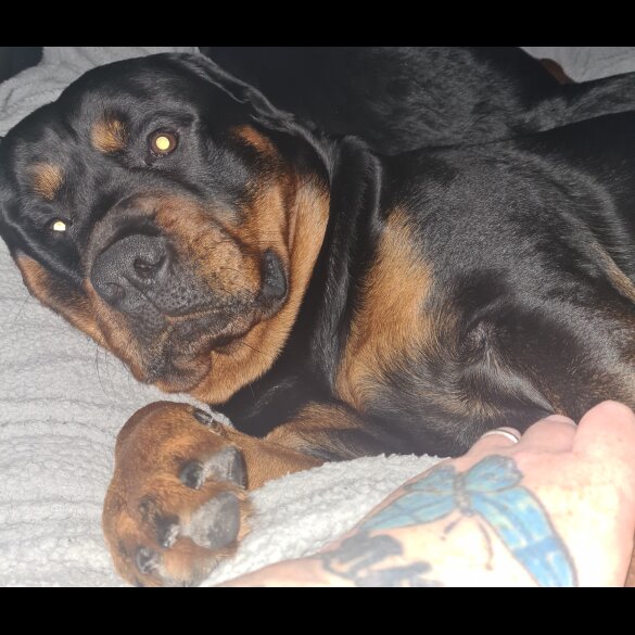 Rottweiler - Both