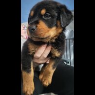 Rottweiler - Both