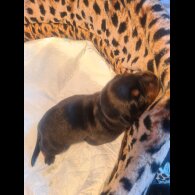 Rottweiler - Both