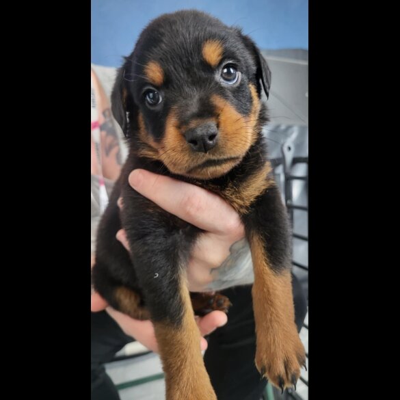 Rottweiler - Both