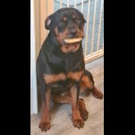 Rottweiler - Both