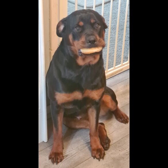 Rottweiler - Both