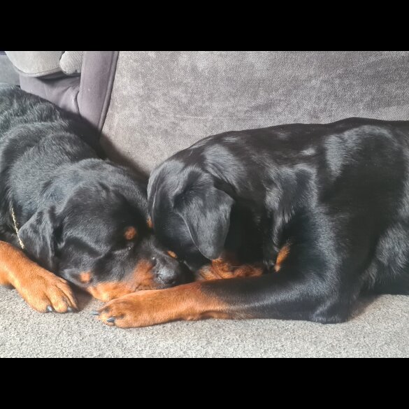 Rottweiler - Both