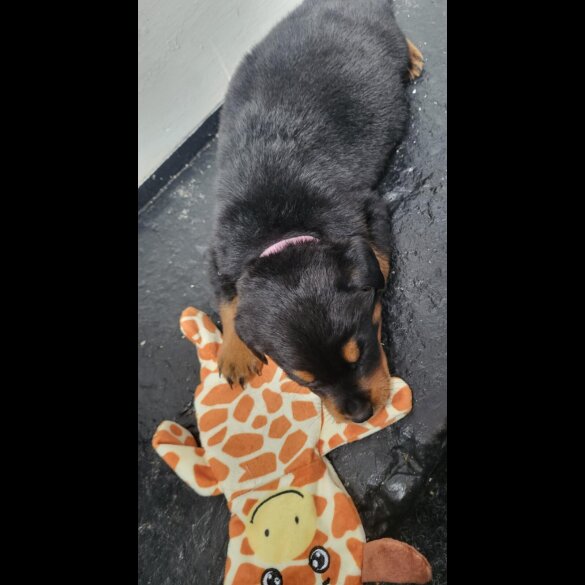 Rottweiler - Both