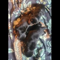 Rottweiler - Both