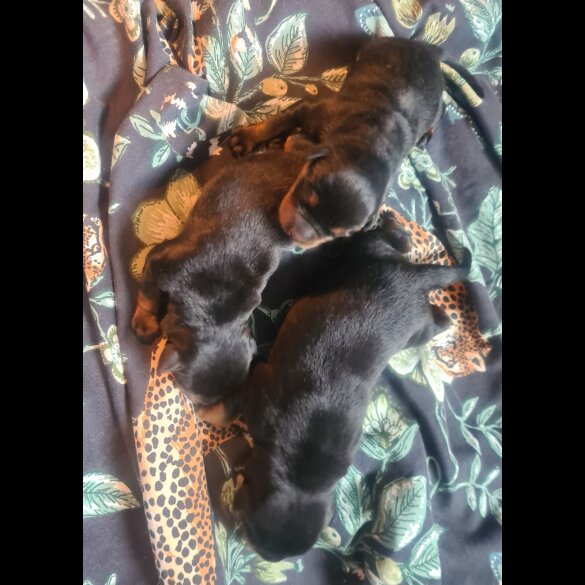 Rottweiler - Both
