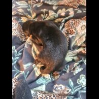 Rottweiler - Both