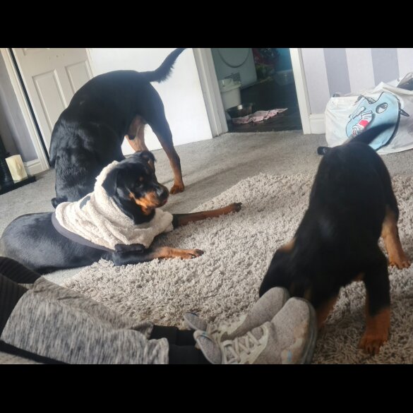 Rottweiler - Both