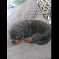 Rottweiler - Both