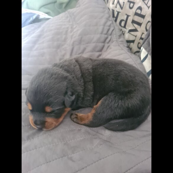 Rottweiler - Both