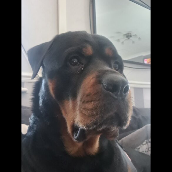 Rottweiler - Both