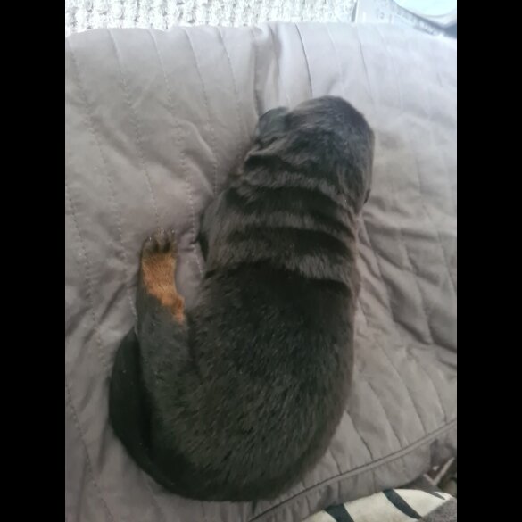 Rottweiler - Both