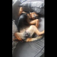 Rottweiler - Both