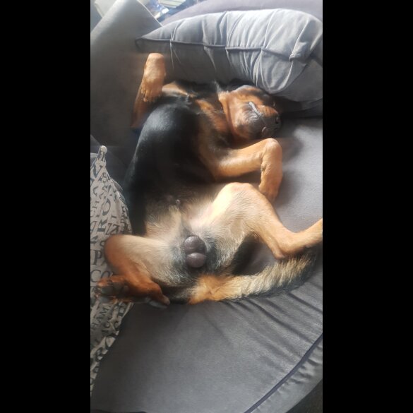 Rottweiler - Both