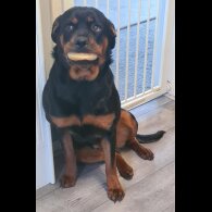 Rottweiler - Both