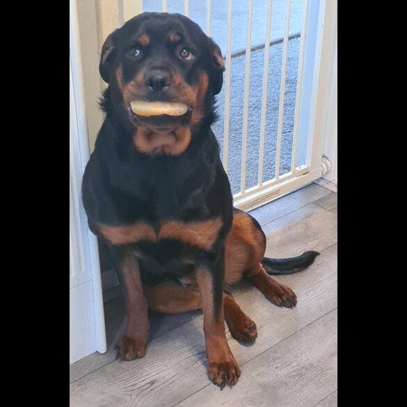 Rottweiler - Both