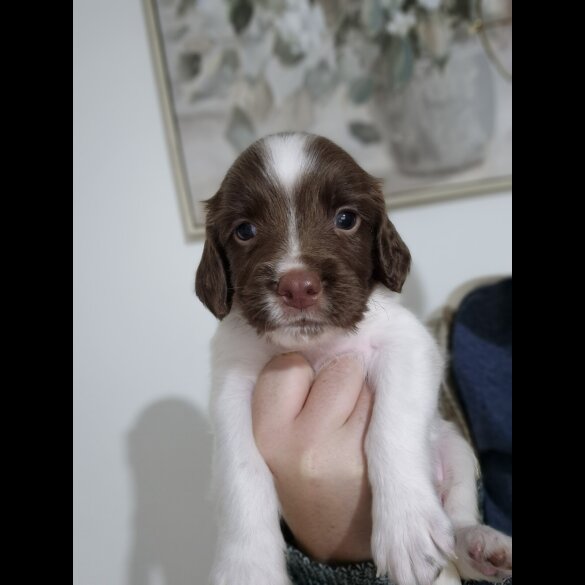 English Springer Spaniel - Both