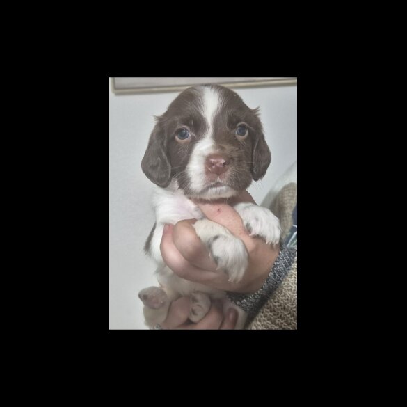 English Springer Spaniel - Both