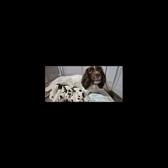 English Springer Spaniel - Both