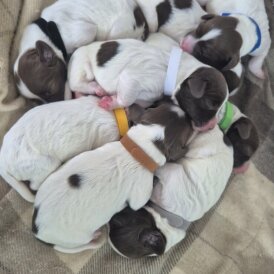 English Springer Spaniel - Both