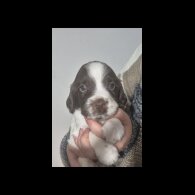 English Springer Spaniel - Both