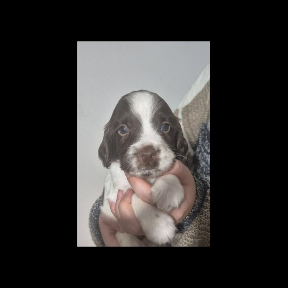 English Springer Spaniel - Both