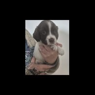 English Springer Spaniel - Both