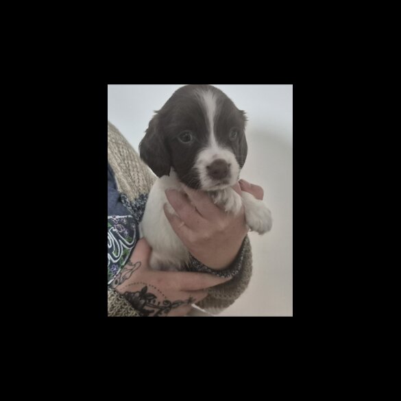 English Springer Spaniel - Both