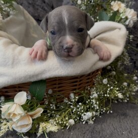 Staffordshire Bull Terrier - Both