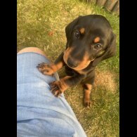 Dachshund (Standard &amp; Miniature) - Both