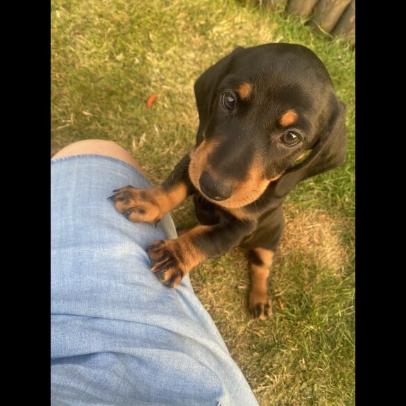 Dachshund (Standard &amp; Miniature) - Both