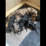 Dachshund (Standard &amp; Miniature) - Both