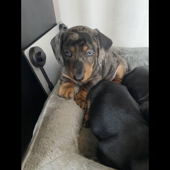 Dachshund (Standard &amp; Miniature) - Both