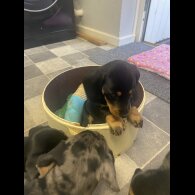 Dachshund (Standard &amp; Miniature) - Both